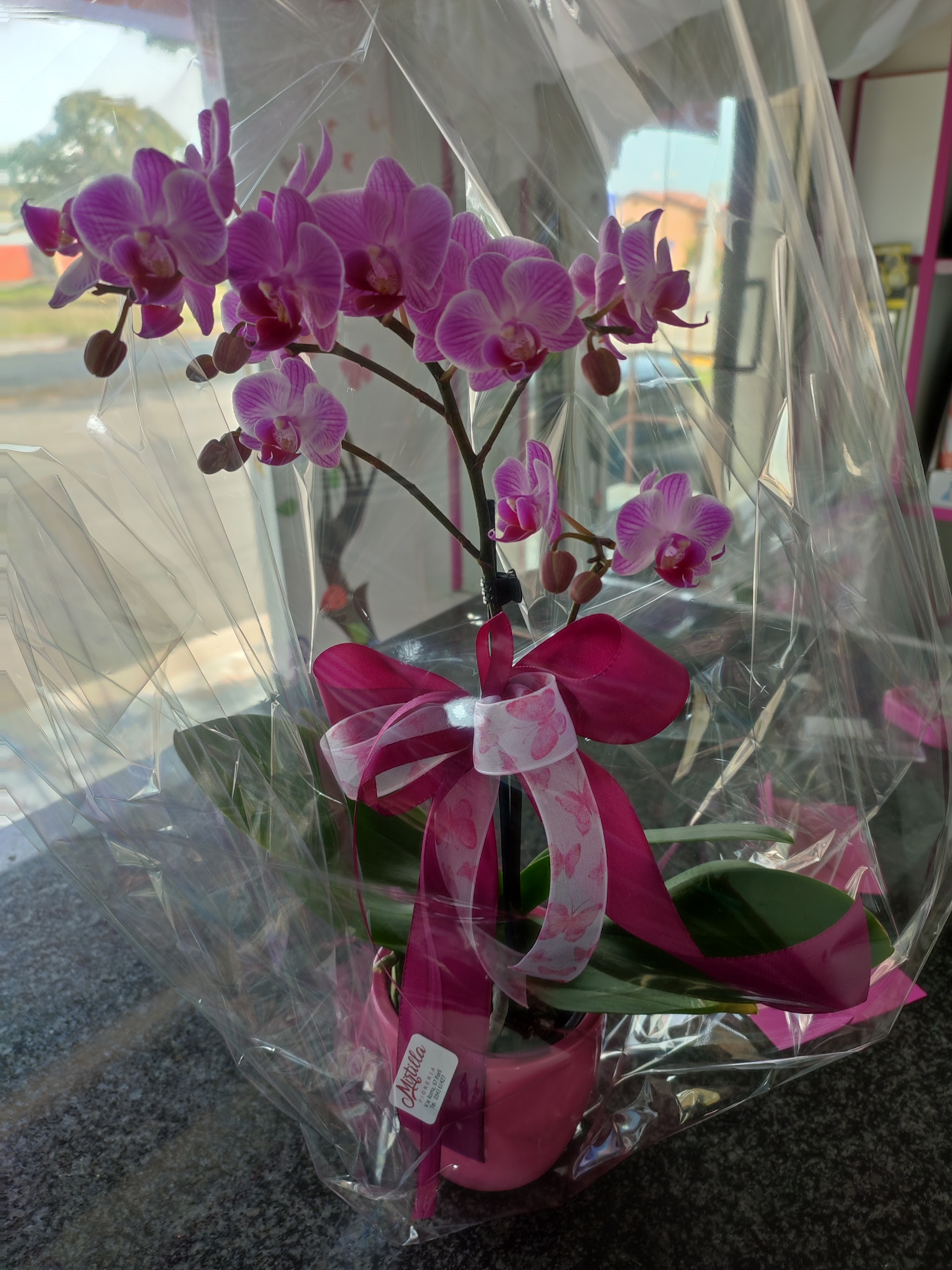 Orchidea fotografata all'interno del locale